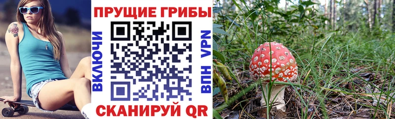 даркнет сайт  Динская  Псилоцибиновые грибы GOLDEN TEACHER 