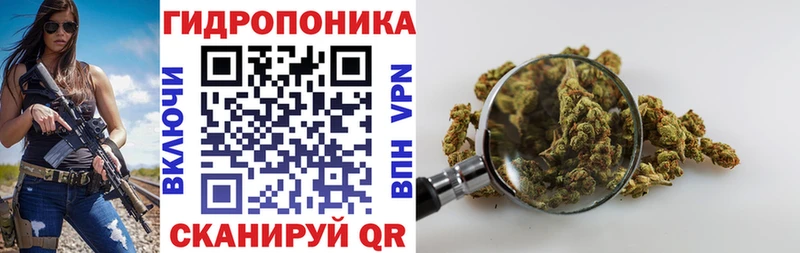 Конопля семена  Динская 